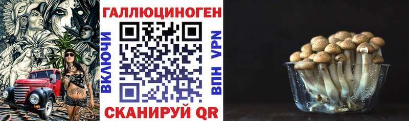 Псилоцибиновые грибы Psilocybine cubensis  Ипатово 